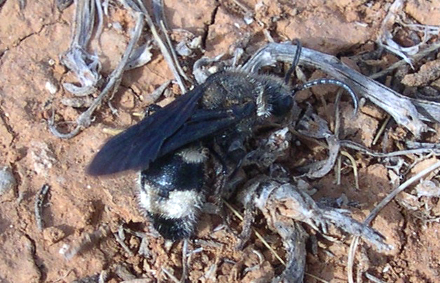 Imenotteri Mutillidae